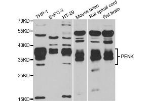 Western blot analysis of extracts of various cell lines, using PENK antibody (ABIN5973724) at 1/1000 dilution.