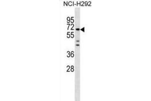 Western Blotting (WB) image for anti-Mesoderm Induction Early Response 1, Family Member 3 (MIER3) antibody (ABIN3000205) (MIER3 Antikörper)