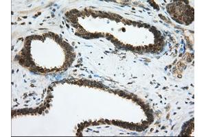 Immunohistochemical staining of paraffin-embedded Human pancreas tissue using anti-PDE4A mouse monoclonal antibody. (PDE4A Antikörper)