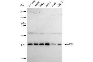 anti-Vasoactive Intestinal Peptide Receptor 1 (VIPR1) antibody