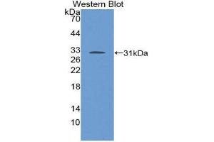 Western Blotting (WB) image for anti-Transforming Growth Factor, beta Receptor 1 (TGFBR1) (AA 162-403) antibody (ABIN1871458)