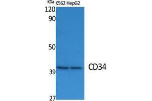 Western Blot (WB) analysis of specific cells using CD34 Polyclonal Antibody.