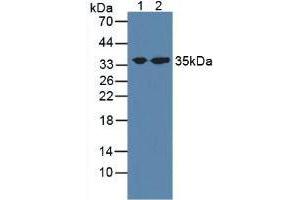 Figure. (STX1A Antikörper  (AA 1-255))