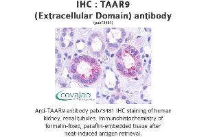 Image no. 1 for anti-Trace Amine Associated Receptor 9 (TAAR9) (2nd Extracellular Domain) antibody (ABIN1739868) (TAAR9 Antikörper  (2nd Extracellular Domain))
