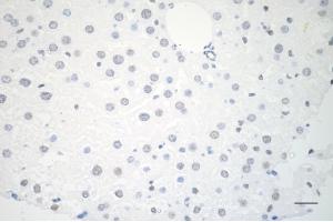 Immunohistochemistry was performed on paraffin-embedded mouse liver using USP39 antibody (ABIN7800735), 1:200).