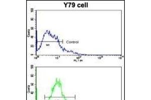 Flow cytometric analysis of Y79 cells using Beclin 1 (BECN1/G6) Antibody  (bottom histogram) compared to a negative control cell (top histogram).