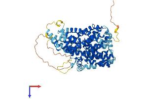 SLC13A2 Protein (AA 1-586) (His tag)