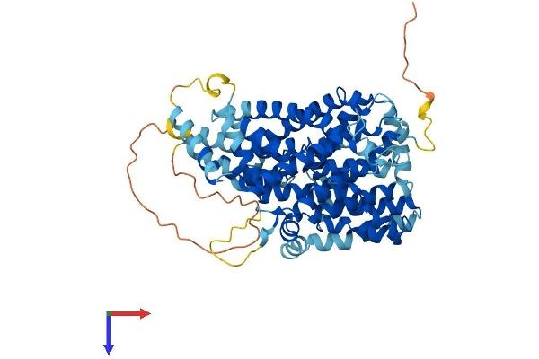SLC13A2 Protein (AA 1-586) (His tag)