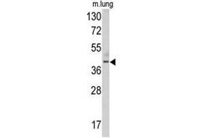 Western blot analysis of TDG antibody (N-term) in mouse lung tissue lysates (35ug/lane). (TDG Antikörper  (N-Term))