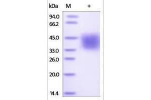SDS-PAGE (SDS) image for SLAM Family Member 7 (SLAMF7) (AA 23-226) protein (His tag) (ABIN2181775)