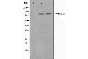 Western blot analysis on 293 and HepG2 cell lysate using M3K13 Antibody. (MAP3K13 Antikörper  (N-Term))