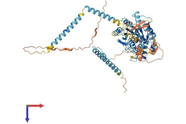 GNL3L Protein (AA 1-582) (His tag)
