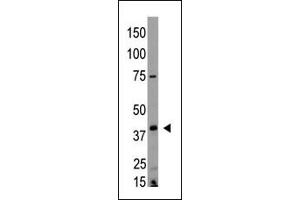 The anti-EDG4 N-term Antibody (ABIN390085 and ABIN2840604) is used in Western blot to detect EDG4 in HL60 lysate. (EDG4 Antikörper  (N-Term))