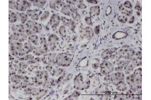 Immunoperoxidase of monoclonal antibody to PMFBP1 on formalin-fixed paraffin-embedded human pancreas. (PMFBP1 Antikörper  (AA 99-197))