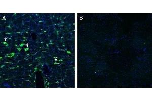 Expression of Calcitonin Receptor-Like Receptor in rat brain stemImmunohistochemical staining of perfusion-fixed frozen rat brain sections with Anti-CRLR/CALCRL (extracellular) Antibody (ABIN7042979, ABIN7044198 and ABIN7044199), (1:200), followed by goat anti-rabbit-AlexaFluor-488. (Calcitonin Receptor-Like (CALCRL) Peptid)