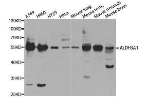 Western blot analysis of extracts of various cell lines, using ALDH3A1 antibody. (ALDH3A1 Antikörper  (AA 1-300))