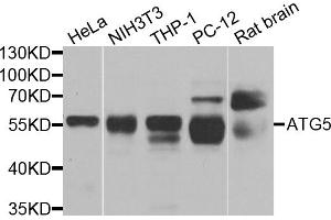 Western blot analysis of extracts of various cell lines, using ATG5 antibody.