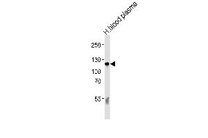Western blot analysis of lysate from human blood plasma tissue lysate, using C6 Antibody (N-term) (ABIN390924 and ABIN2841126). (C6 Antikörper  (N-Term))
