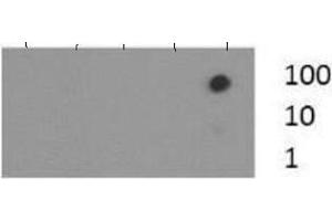 Dot Blot of Rabbit Histone H3 [Trimethyl Lys37] Antibody. (Histone 3 Antikörper  (3meLys37))