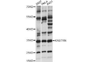 Western blot analysis of extracts of various cell lines, using KNSTRN antibody (ABIN6294154) at 1:1000 dilution. (KNSTRN Antikörper)