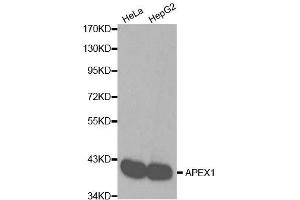 Western blot analysis of extracts of various cell lines, using APEX1 antibody. (APEX1 Antikörper  (AA 1-318))