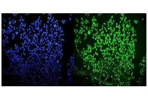 IF analysis of OGT using anti-OGT antibody (ABIN3043893).