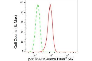 Flow cytometric analysis of p38 MAPK expression in C2C12 cells using p38 MAPK antibody (ABIN7799446), 1:2,000). (Rekombinanter MAPK14 Antikörper)