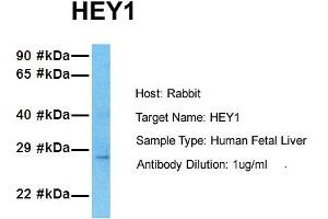 Host: Rabbit Target Name: HEY1 Sample Tissue: Human Fetal Lung Antibody Dilution: 1. (HEY1 Antikörper  (N-Term))