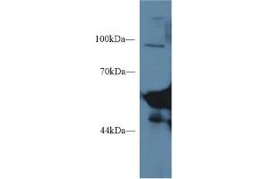 Western Blot; Sample: Mouse Serum; Primary Ab: 1µg/ml Rabbit Anti-Mouse AMY1 Antibody Second Ab: 0. (Salivary Amylase alpha (AA 16-511) Antikörper)