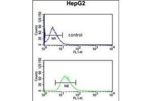 BLOC1S2 Antibody (Center) (ABIN651729 and ABIN2840378) flow cytometric analysis of HepG2 cells (bottom histogram) compared to a negative control cell (top histogram). (BLOC1S2 Antikörper  (AA 14-40))