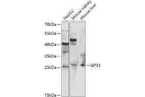 Western blot analysis of extracts of various cell lines, using GPX3 antibody (ABIN6132830, ABIN6141369, ABIN6141370 and ABIN6216780) at 1:1000 dilution. (GPX3 Antikörper)