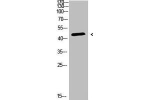 Western Blot analysis of 3T3 cells using Antibody diluted at 500 (CHID1 Antikörper  (AA 81-130))