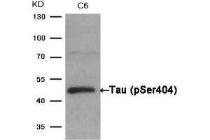 Western blot analysis of extracts from C6 cells using Tau(Phospho-Ser404) Antibody.