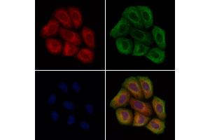 ABIN7094636 and ABIN7098686 staining Hela cells by IF/ICC. (STARD7 Antikörper  (C-Term))