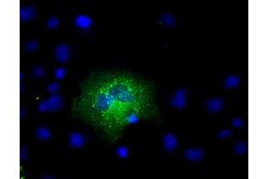 Anti-APP mouse monoclonal antibody (ABIN2452760) immunofluorescent staining of COS7 cells transiently transfected by pCMV6-ENTRY APP (RC221339). (APP Antikörper)
