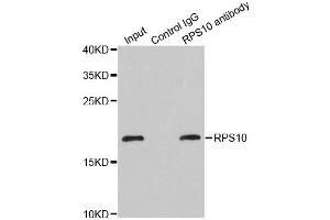 Immunoprecipitation analysis of 200ug extracts of MCF-7 cells using 1ug RPS10 antibody (ABIN1980247). (RPS10 Antikörper)