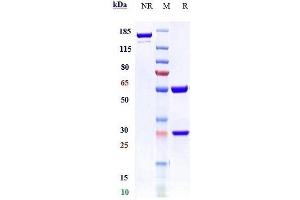 Anti-CD74 Reference Antibody (milatuzumab) on SDS-PAGE under reducing (R) condition.