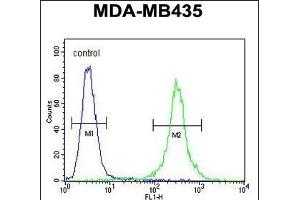 CCR8 Antibody (C-term) (ABIN654442 and ABIN2844176) flow cytometric analysis of MDA-M cells (right histogram) compared to a negative control (left histogram). (CCR8 Antikörper  (AA 305-335))