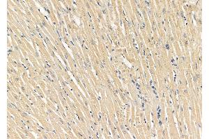 anti-Neuronatin (NNAT) (Internal Region) antibody