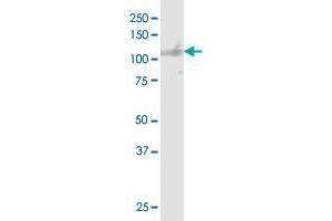 Western Blotting (WB) image for anti-Sortilin 1 (SORT1) (AA 203-299) antibody (ABIN562759)