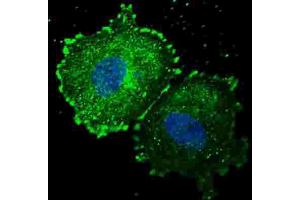 Immunofluorescence (IF) image for anti-Receptor tyrosine-protein kinase erbB-2 (ErbB2/Her2) (pTyr1005) antibody (ABIN3001991)