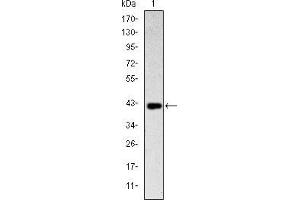 Western blot analysis using CD94 mAb against human CD94 (AA: 32-179) recombinant protein.