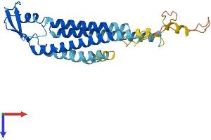 Connexin 31 Protein (AA 1-270) (His tag)