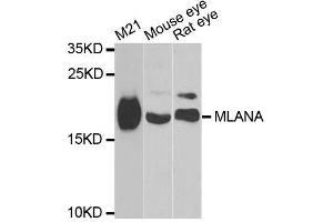 Western blot analysis of extracts of various cell lines, using MLANA antibody. (MLANA Antikörper  (AA 48-118))