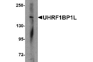 Western blot analysis of UHRF1BP1L in mouse brain tissue lysate with UHRF1BP1L antibody at 1 µg/mL