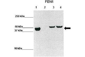 WB Suggested Anti-FEN1 Antibody  Positive Control: Lane1: hFEN1 (1-336), Lane2: uninduced BL21, Lane3: 2h induced BL21, Lane4: overnight induced BL21  Primary Antibody Dilution :  1:2000 Secondary Antibody :  Goat anti-rabbit-HRP Secondry Antibody Dilution :  1:10,000 Submitted by: Prof. (FEN1 Antikörper  (N-Term))