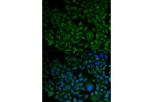 Immunofluorescence (IF) image for anti-Farnesyl-Diphosphate Farnesyltransferase 1 (FDFT1) antibody (ABIN1882356) (FDFT1 Antikörper)
