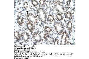 Rabbit Anti-HEY1 Antibody  Paraffin Embedded Tissue: Human Kidney Cellular Data: Epithelial cells of renal tubule Antibody Concentration: 4. (HEY1 Antikörper  (C-Term))