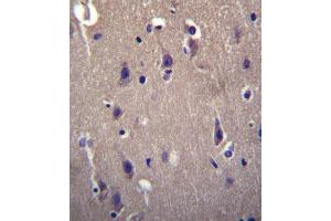 CARTPT Antibody (N-term) (ABIN656505 and ABIN2845777) immunohistochemistry analysis in formalin fixed and paraffin embedded human brain tissue followed by peroxidase conjugation of the secondary antibody and DAB staining.