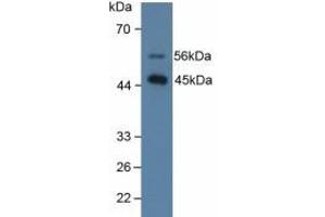 Figure. (SFTPD Antikörper  (AA 21-375))